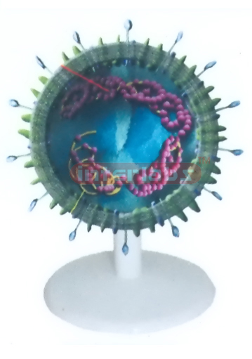 SARS VIRUS ANATOMICAL MODEL